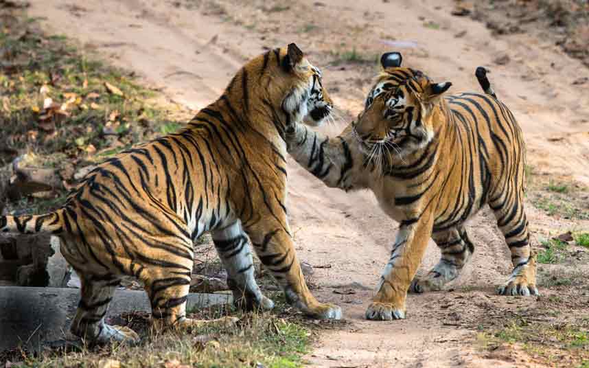 Hổ là loài động vật lớn có vú họ Mèo