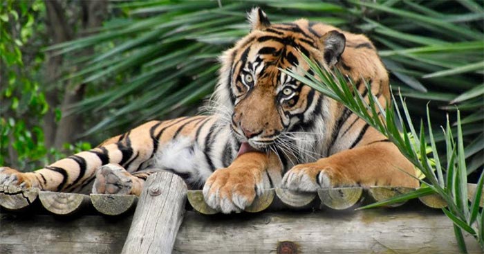 Cũng có những con hổ được nuôi trong khu bảo tồn nhằm bảo vệ chúng khỏi sự đe dọa